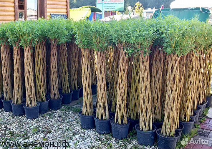 Плетеные деревья из ивы