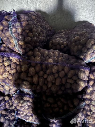 Семенной картофель сорт вега коломбо