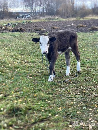 Домашние животные