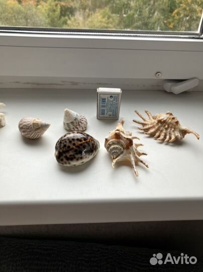 Морские ракушки и кораллы