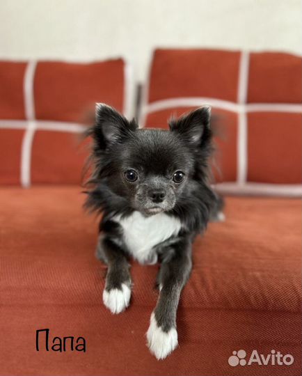 Щенки чихуахуа