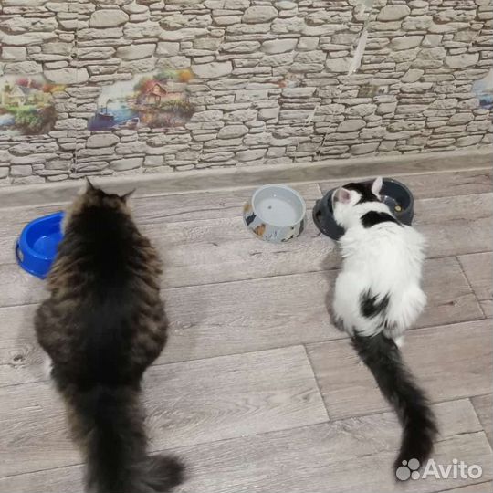 Кошка и кот в дар