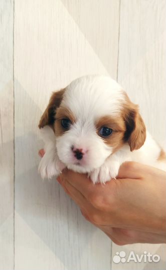 Кавалер кинг чарльз спаниель