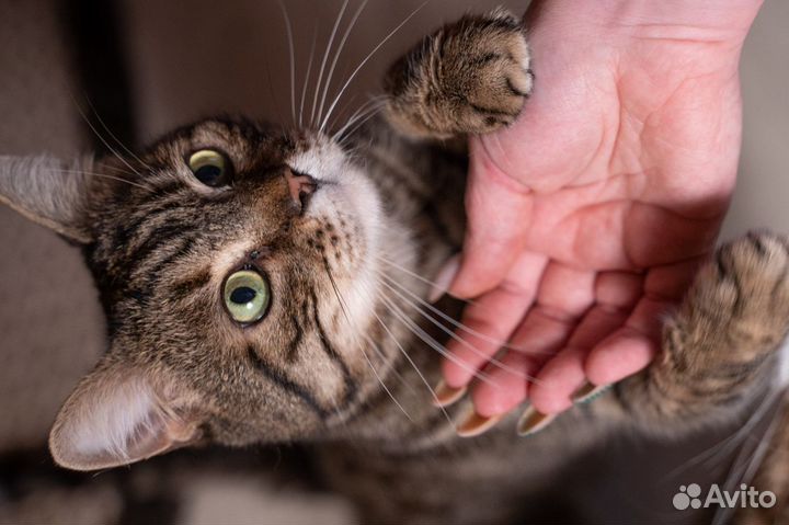 Кот Матвей ждёт свою семью в приюте