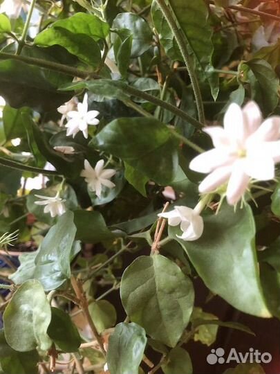 Комнатный жасмин самбак