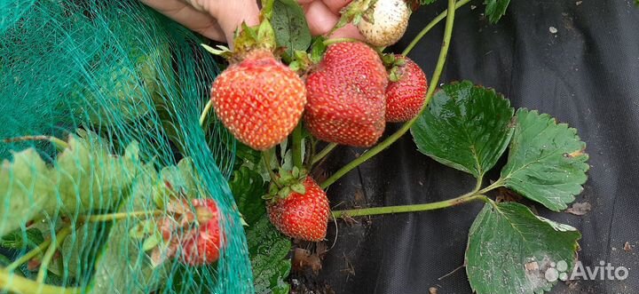 Земляника, клубника, виктория рассада
