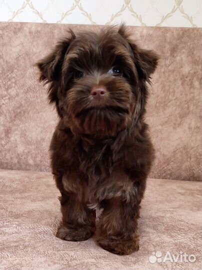 Йорики мальчики-Шоколадные зайчики