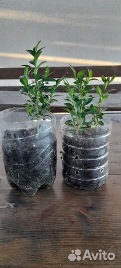 Саженцы самшита