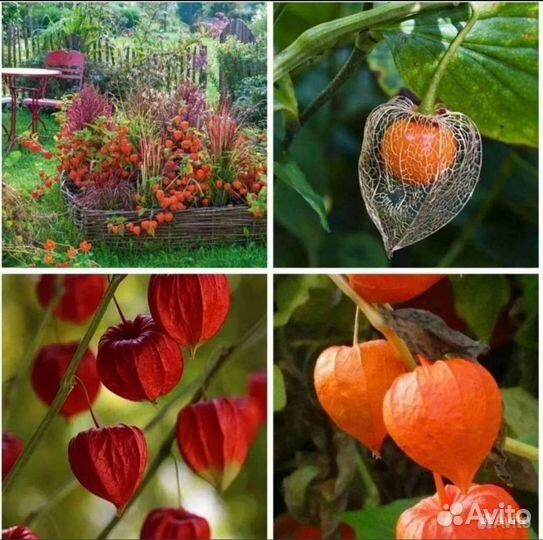 Безвременник, птицемлечник, физалис, мальва