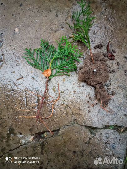 Туя брабант, туевик, Хосери - шарик, голд стар