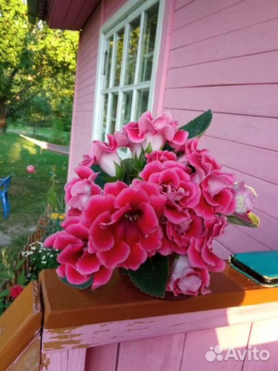 Глоксиния, листы с клубнями