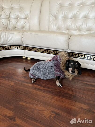 Костюм для собаки