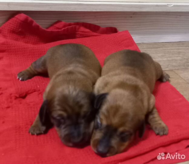 Собаки щенки таксы
