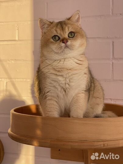 Золотой британский кот