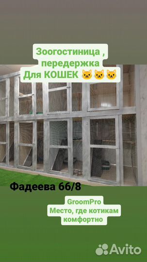 Зоогостиница, передержка для кошек