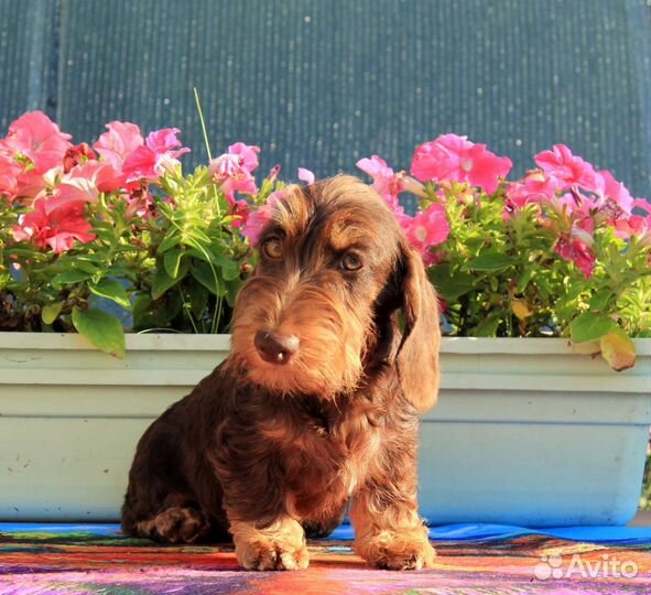 Такса кроличья