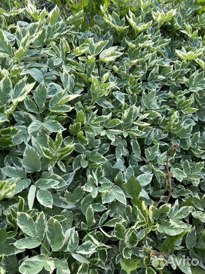 Многолетние цветы