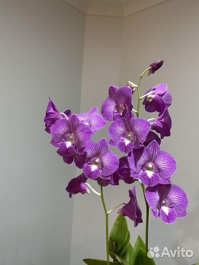 Дендробиум фаленопсис.Dendrobium Burana Stripe