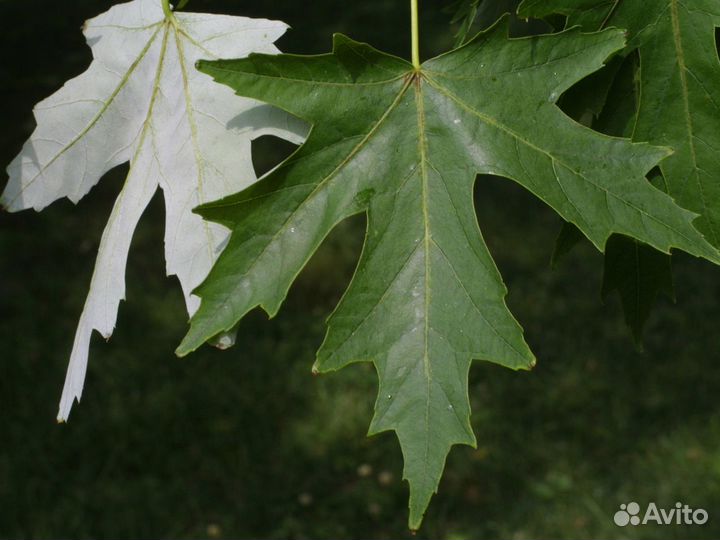 Саженцы клёна серебристого (Сахаристого)