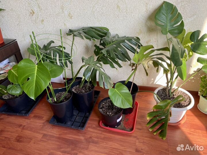 Монстера альба крупный лист домашний цветок