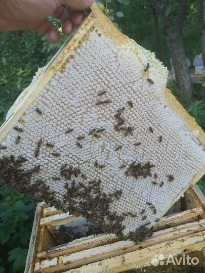 Пчеломатки Бакфаст, Карника