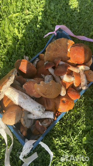 Грибы свежие красноголовники и подберезовики