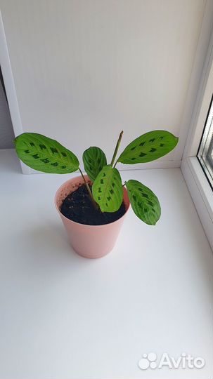 Маранта триколор