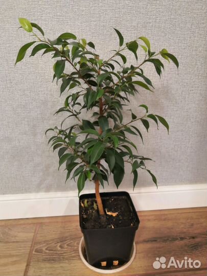 Фикус пестролистный и однотонный