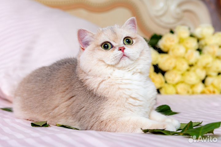 Британские котята голубое золото