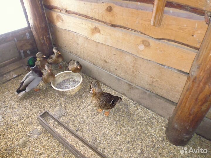 Подсадные утки