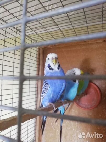 Волнистые попугаи домашнего разведения