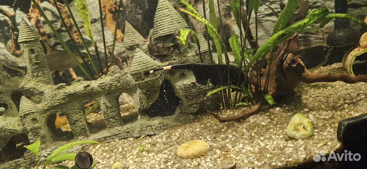 Рыба черный нож