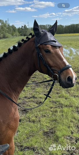 Ганноверская лошадь