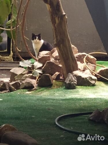 Отдам кота в добрые руки