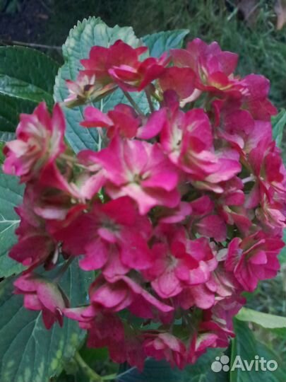 Гортензия крупнолистная, осеннее великолепие