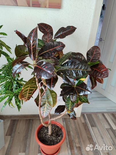 Кодиеум кротон