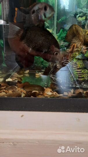 Аквариум и цихлиды