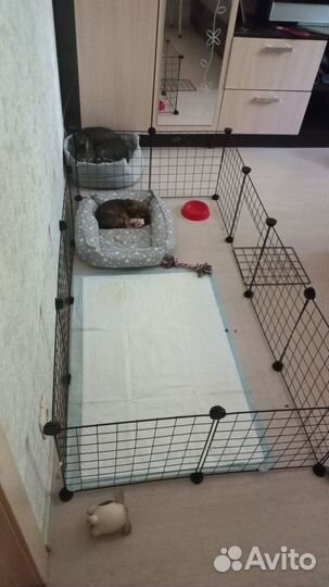 Вольер для щенков в квартиру