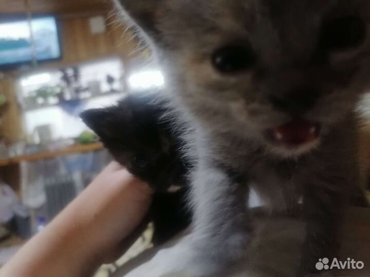 Котята в добрые руки