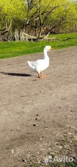 Инкубационное яйцо гусей