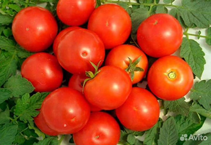 Томаты,помидоры домашние
