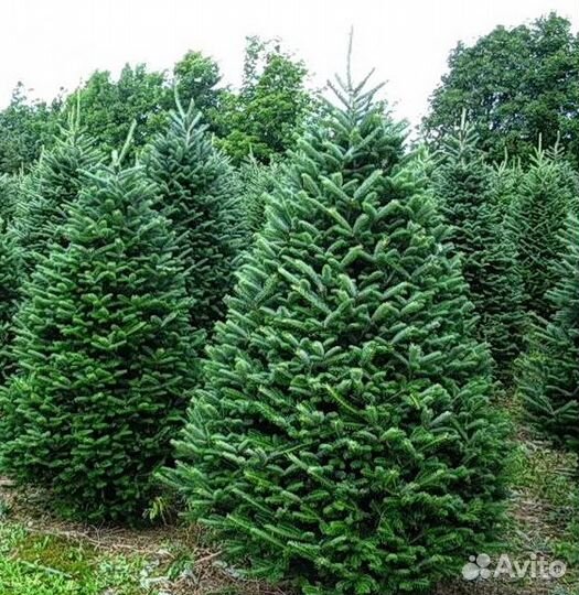 Живые елки/ Пихты Нордмана и Фразера