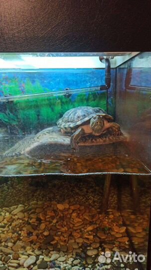 Аквариум на 150 литров