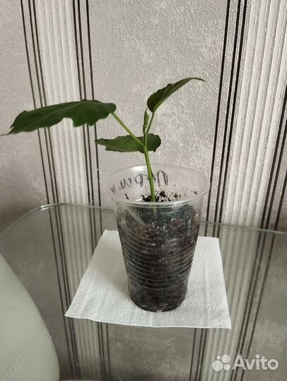 Укоренённый черенок гибискуса