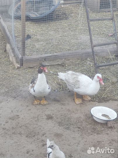 Продам уток