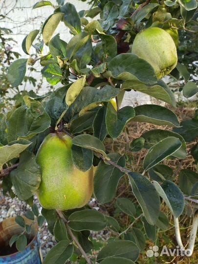 Редкие садовые растения