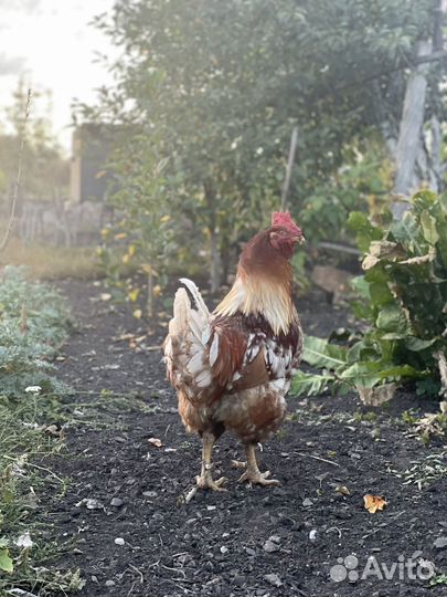 Куры петухи
