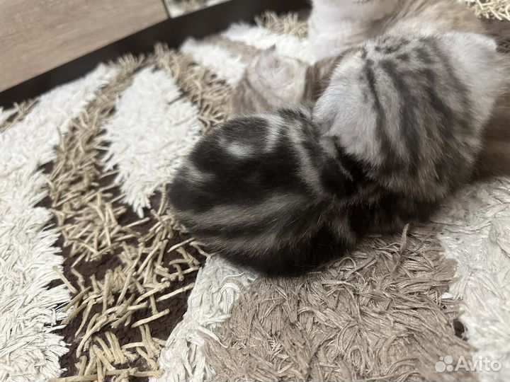 Шотландские мраморные котята