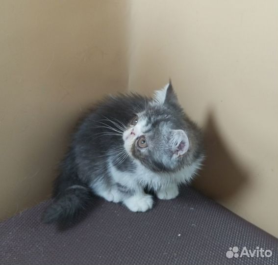 Котик Экзотик, 3 мес