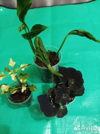 Филодендрон Годзилла, бегония, альтернатера